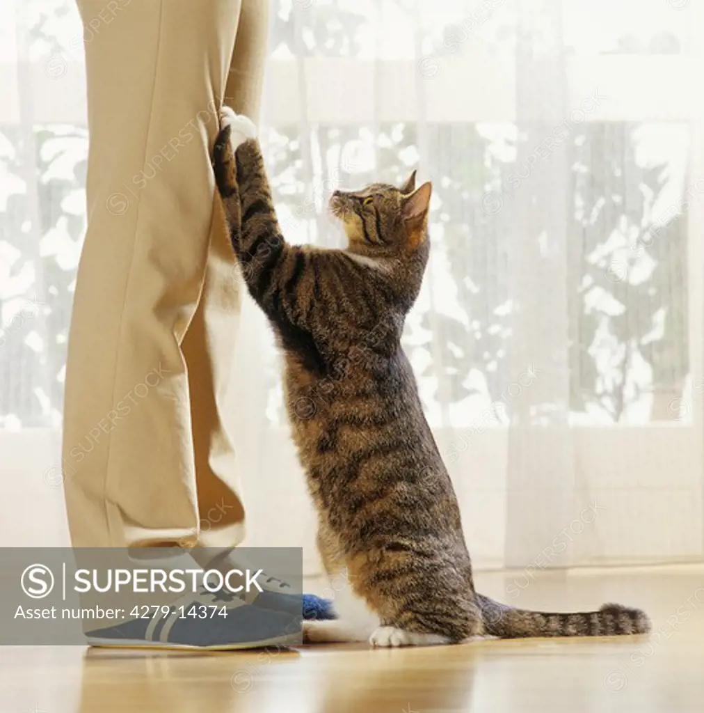 behaviour : cat lifting paw - demand