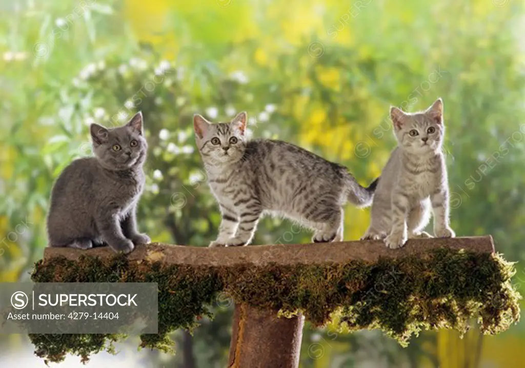 three British Shorthair kittens - on tree trunk