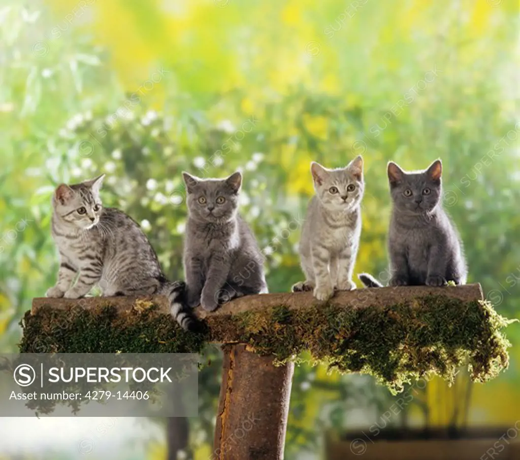 four British Shorthair kittens - on tree trunk