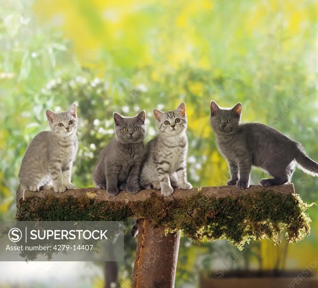 four British Shorthair kittens - on tree trunk