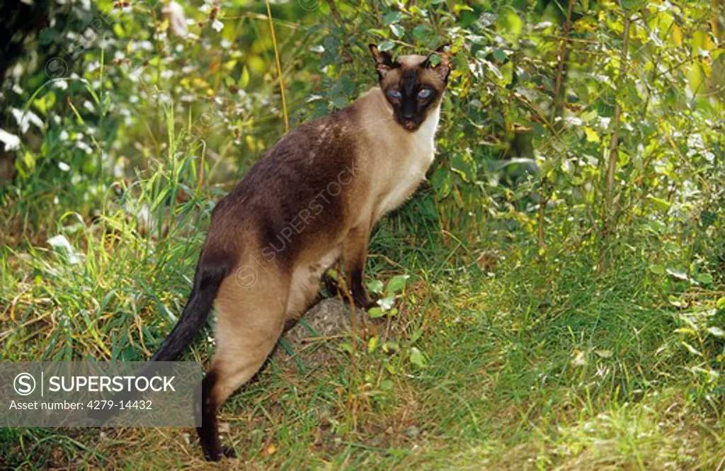 Siamese cat (seal point) on meadow