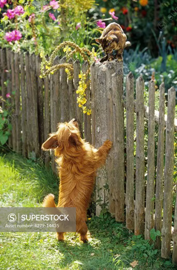 cat sitting on fence - hissing at dog