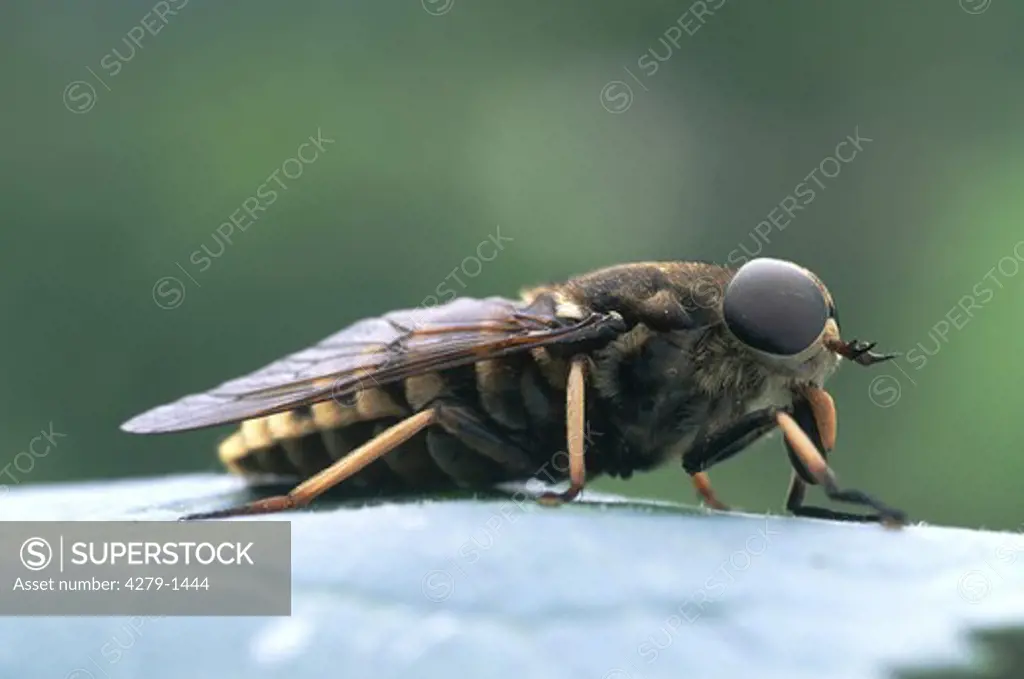 Tabanus bovinus, large horsefly