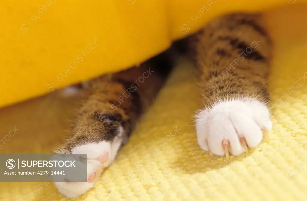 paws of a cat under blanket