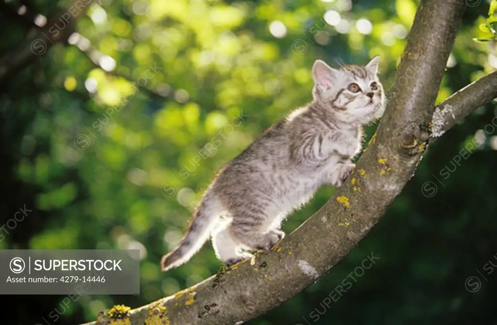 British Shorthair kitten - on branch
