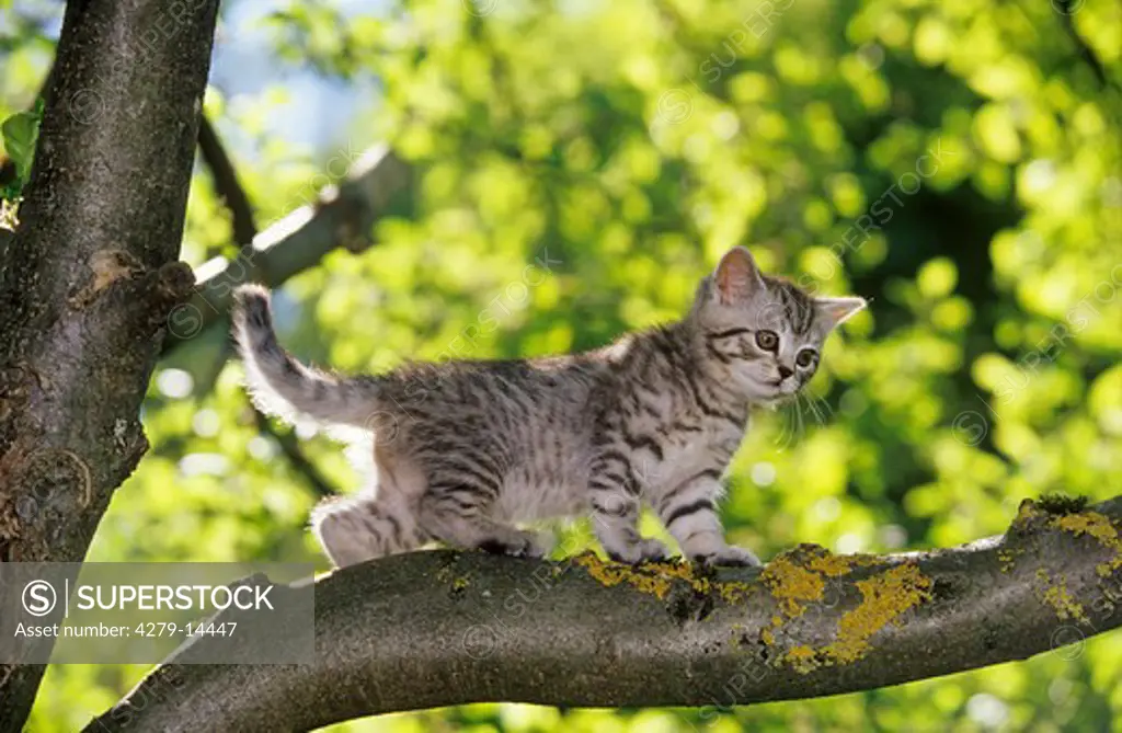 British Shorthair kitten - standing on branch