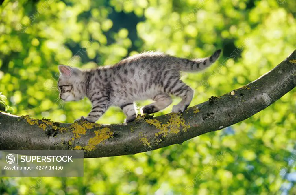 British Shorthair kitten - on branch