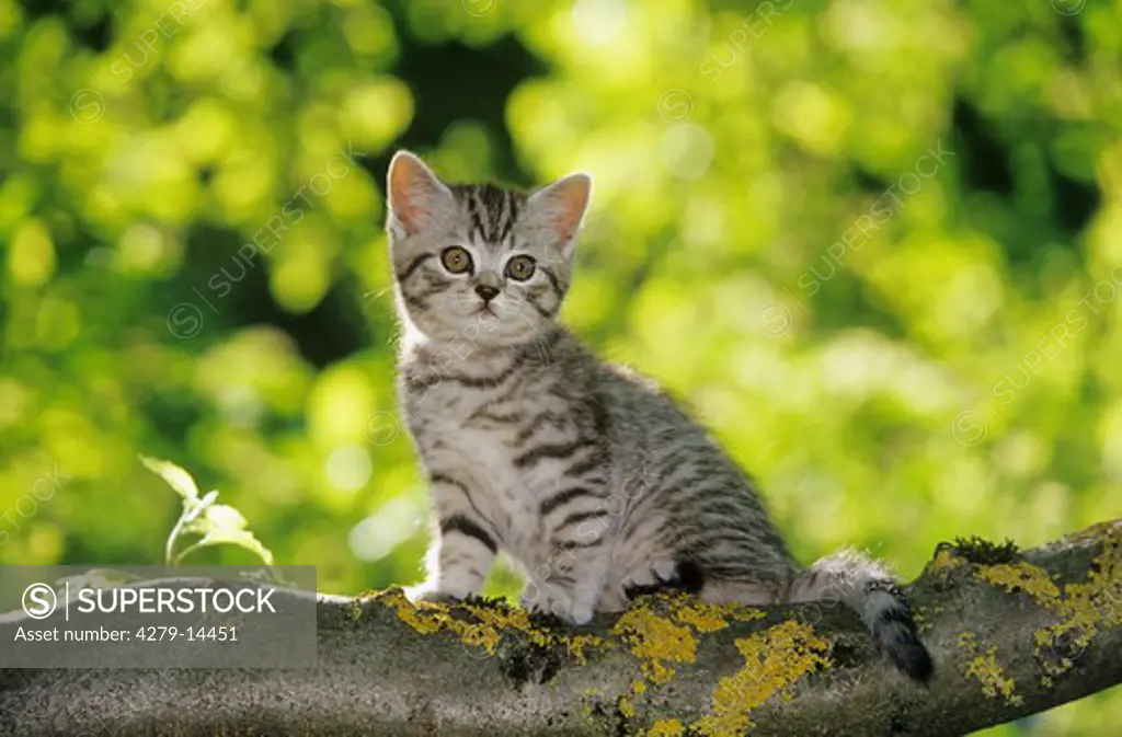 British Shorthair kitten - sitting on branch
