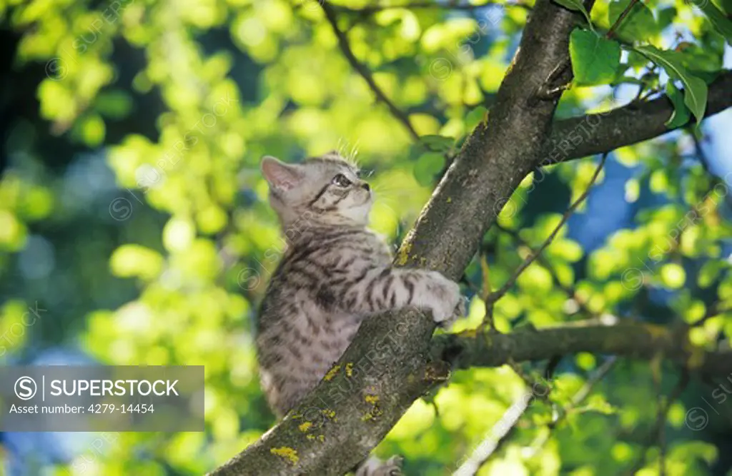 British Shorthair kitten - climbing