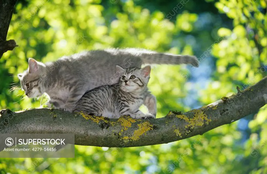 two British Shorthair kittens - on branch