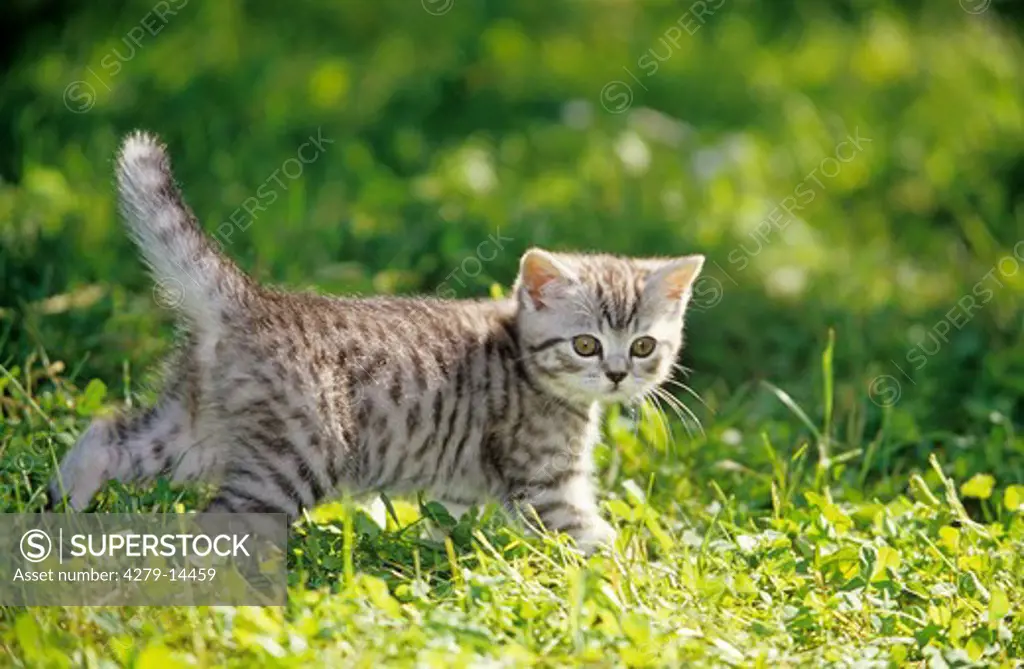 British Shorthair kitten - standing on meadow