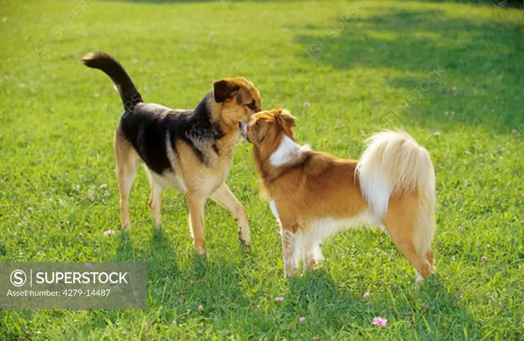 encounter : two dogs on meadow