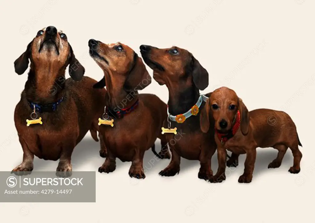 four smooth-haired dachshunds - four generations