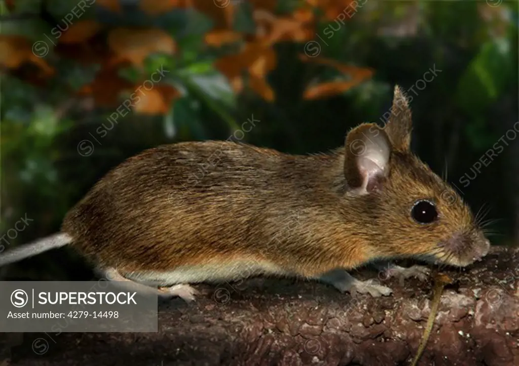 wood mouse, apodemus sylvaticus