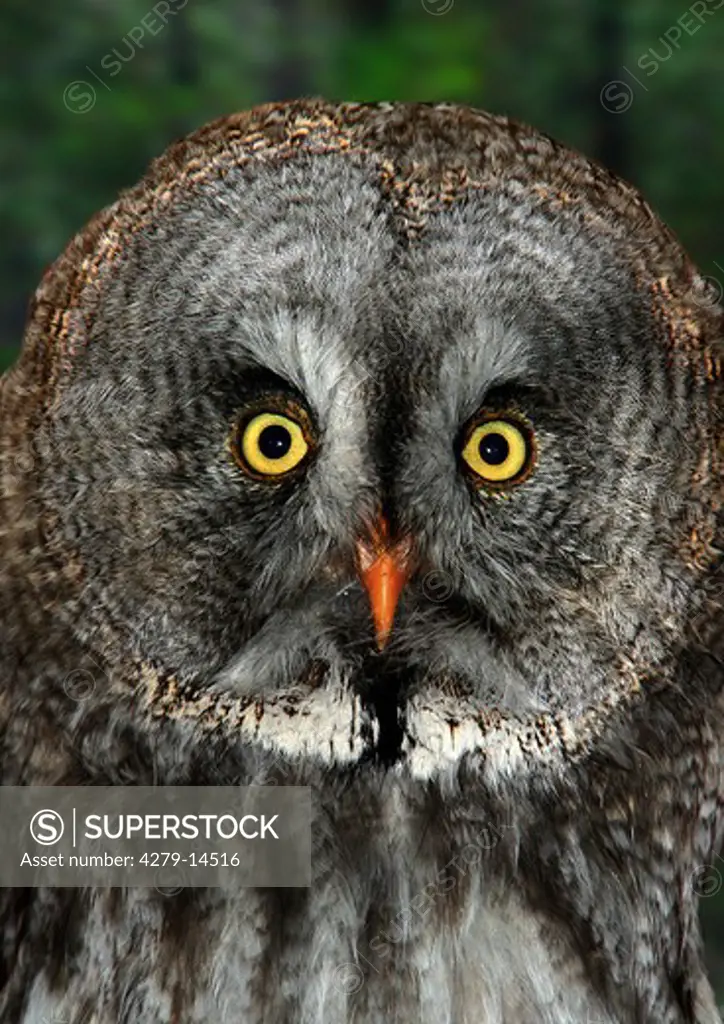 great grey owl - portrait, Strix nebulosa