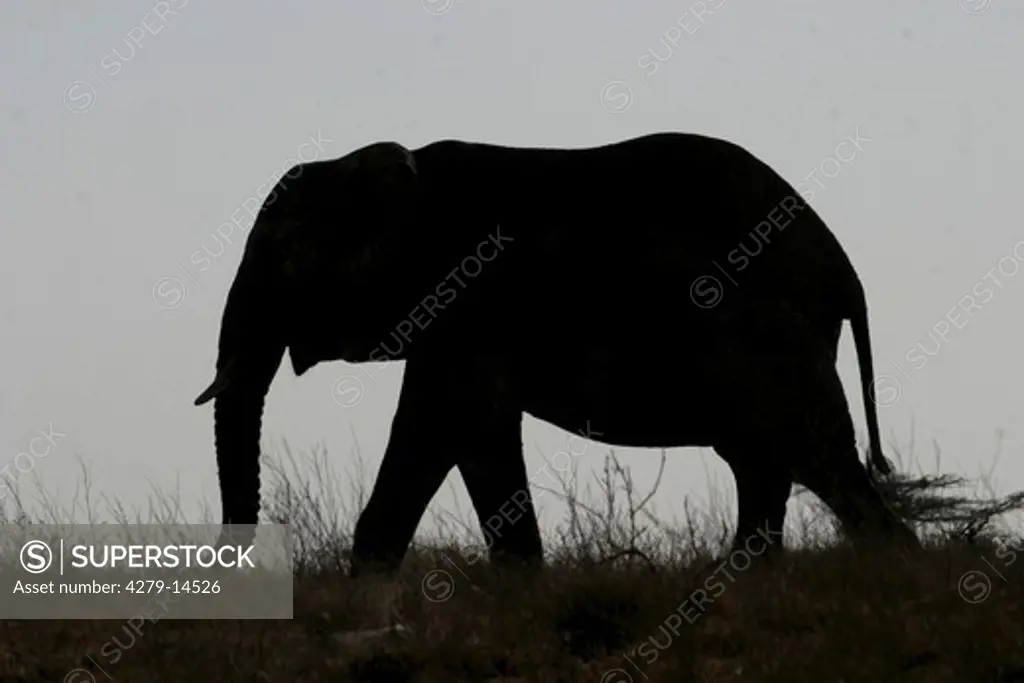 elephant - walking