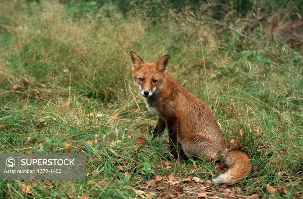 Vulpes vulpes, red fox