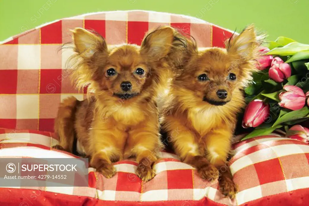 two Russian Toy Terrier - sitting on sofa next to tulips
