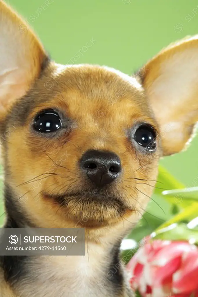 Russian Toy Terrier - portrait
