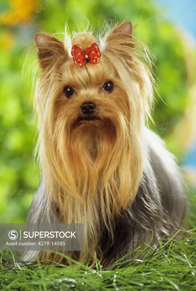 Yorkshire Terrier - sitting on meadow
