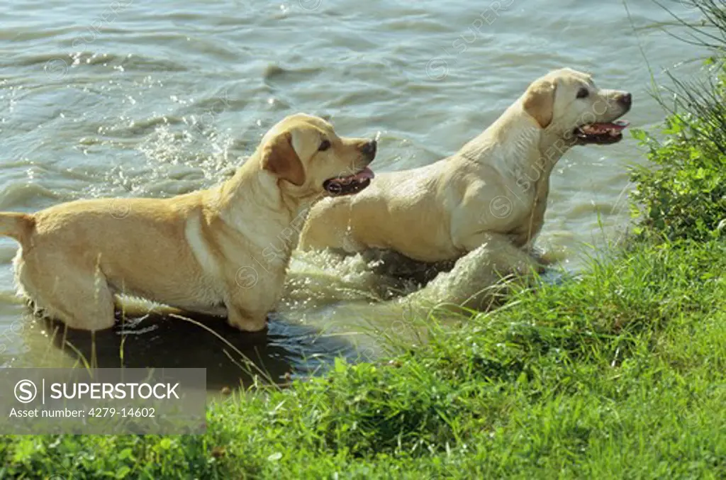 two Labrador Retriever - in water
