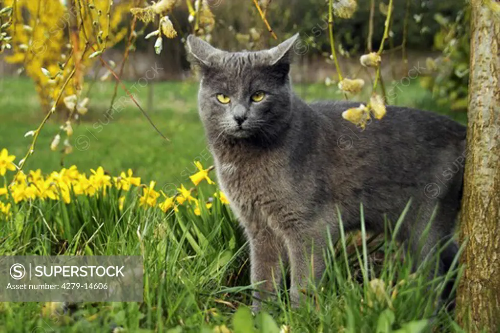 Carthusian cat - standing next to flowers