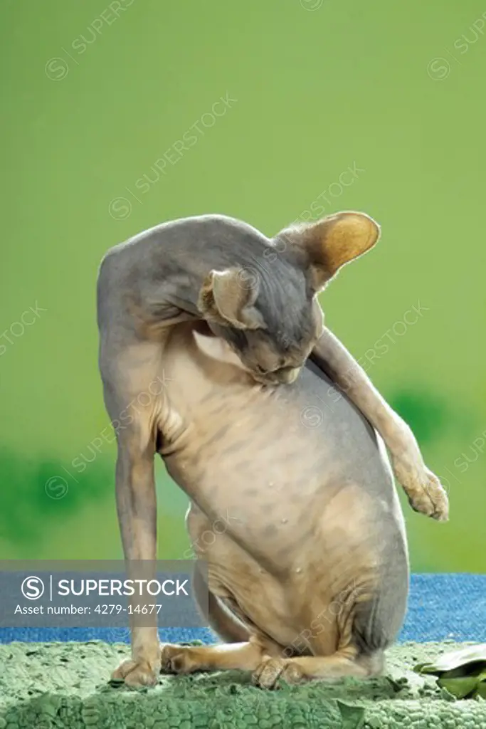 Sphynx cat - cleaning itself
