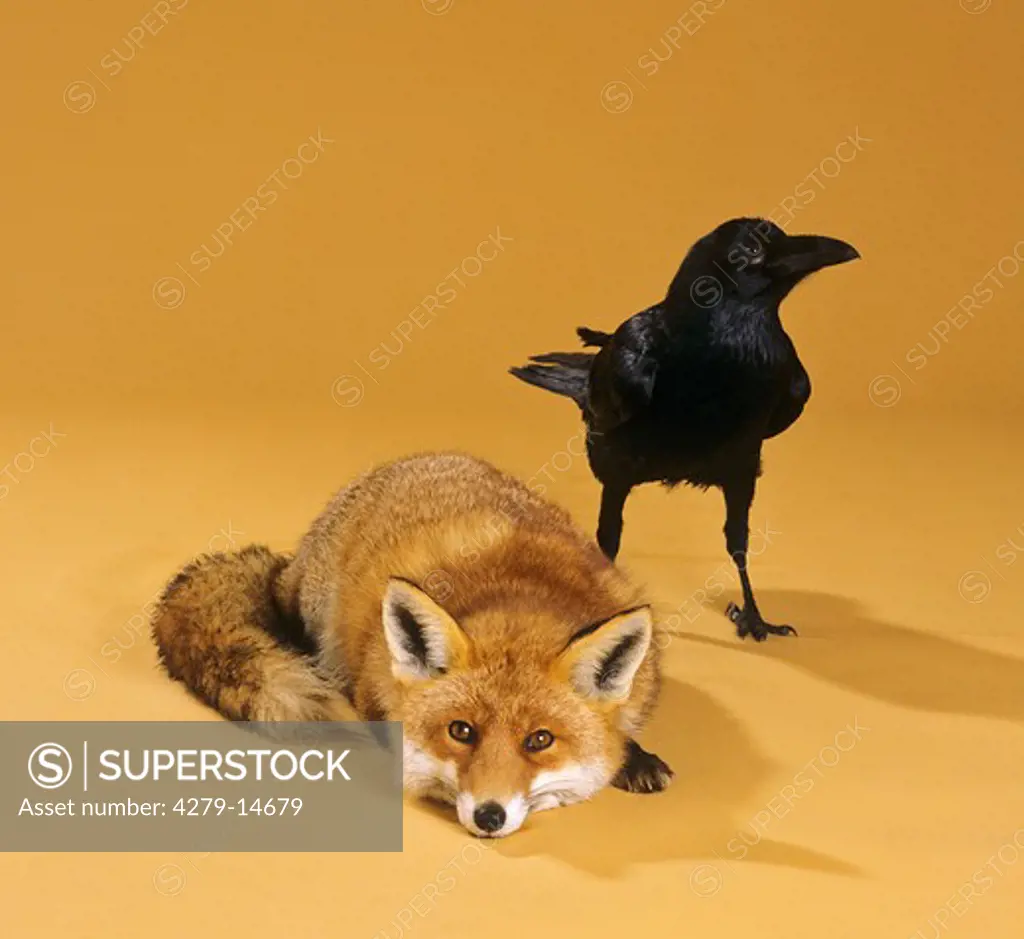 animal friendship: red fox and raven