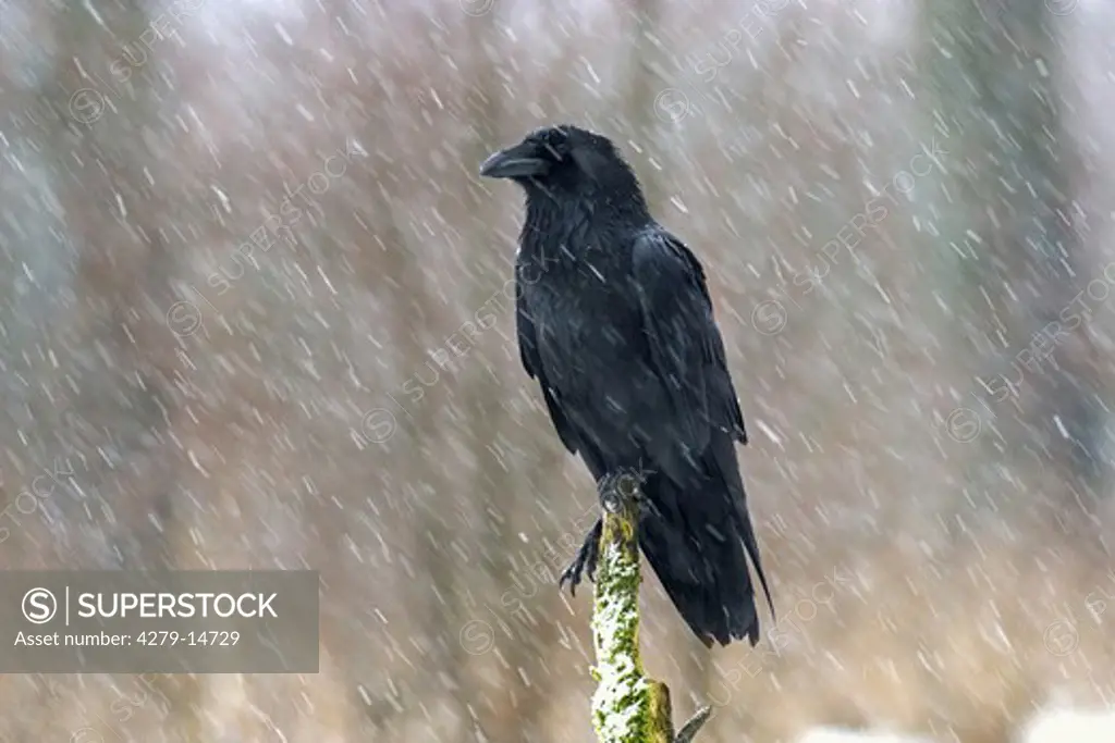 common raven - in winter - snowfall, Corvus corax