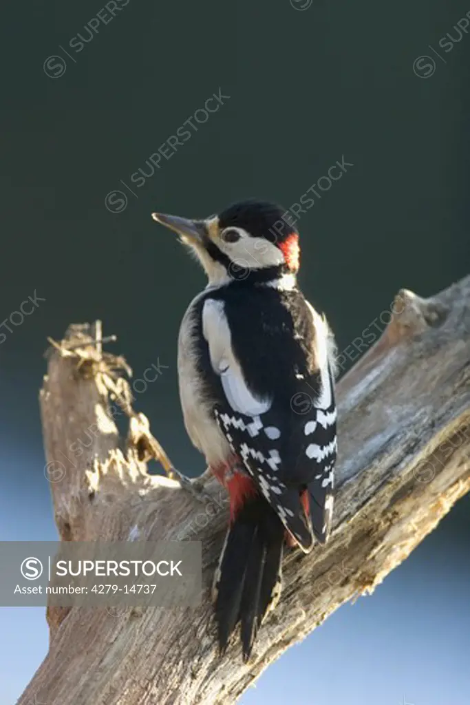 great spooted woodpecker - on trunk, Pendrocopos, Picoides major