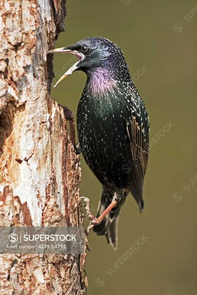 European starling - at trunk, Sturnus vulgaris
