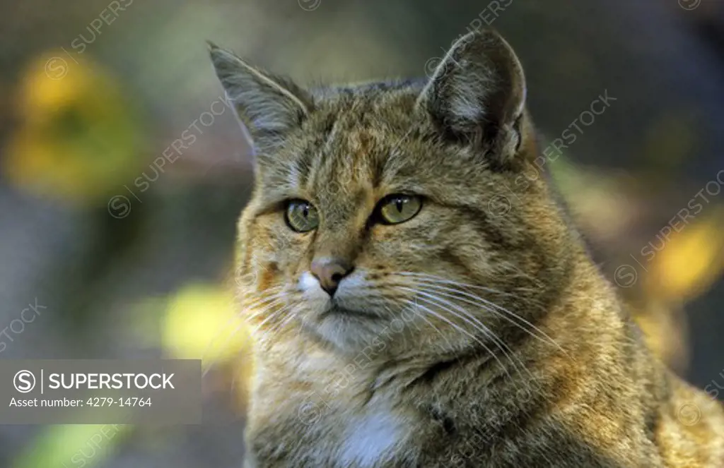 wild cat - portrait, Felis silvestris