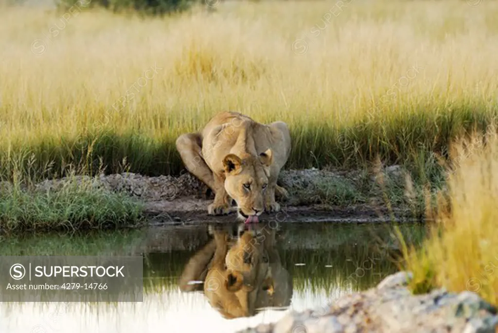lioness - drinking out of waterhole, Panthera leo