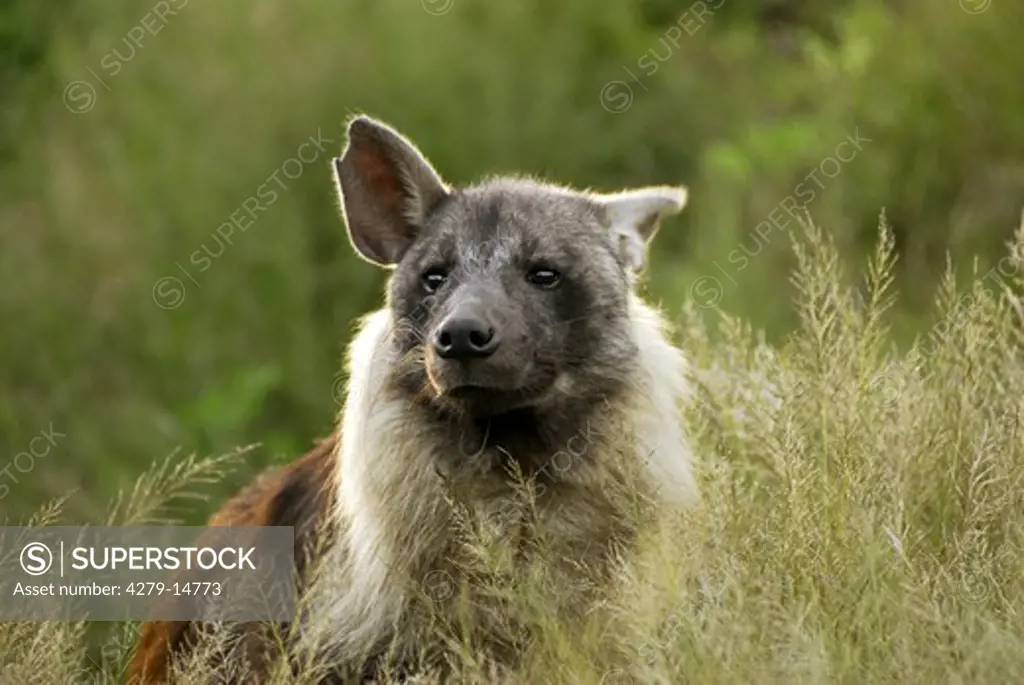 brown hyena - in high grass, Hyaena brunnea