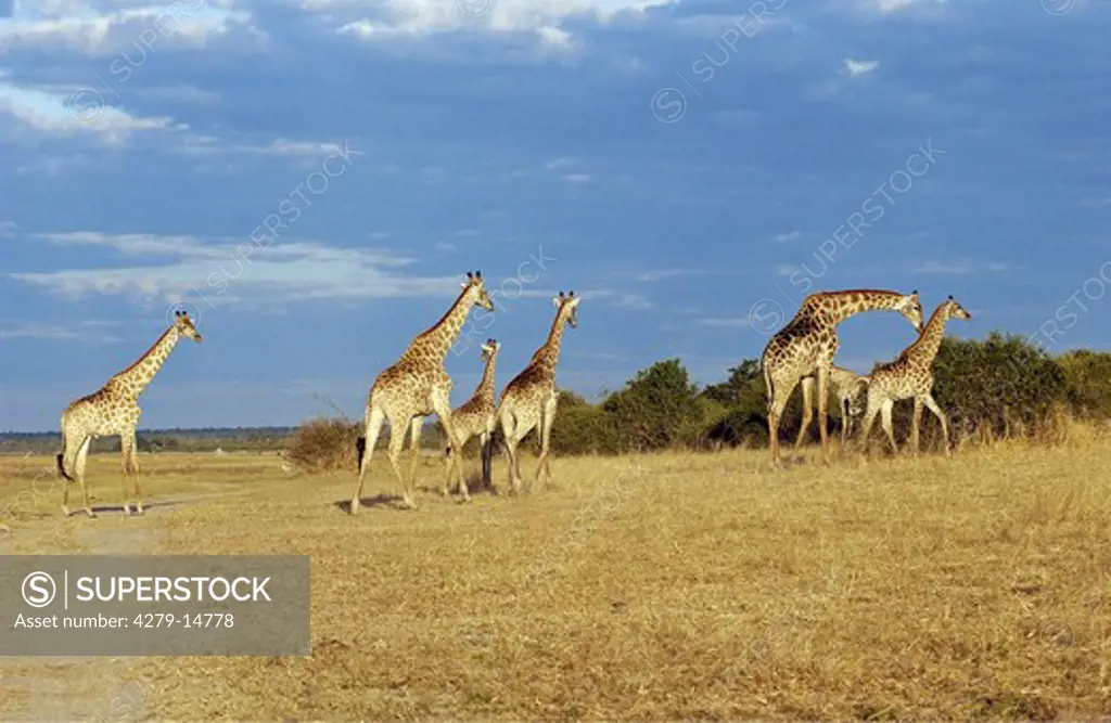 giraffes - walking through savannah, Giraffa camelopardalis
