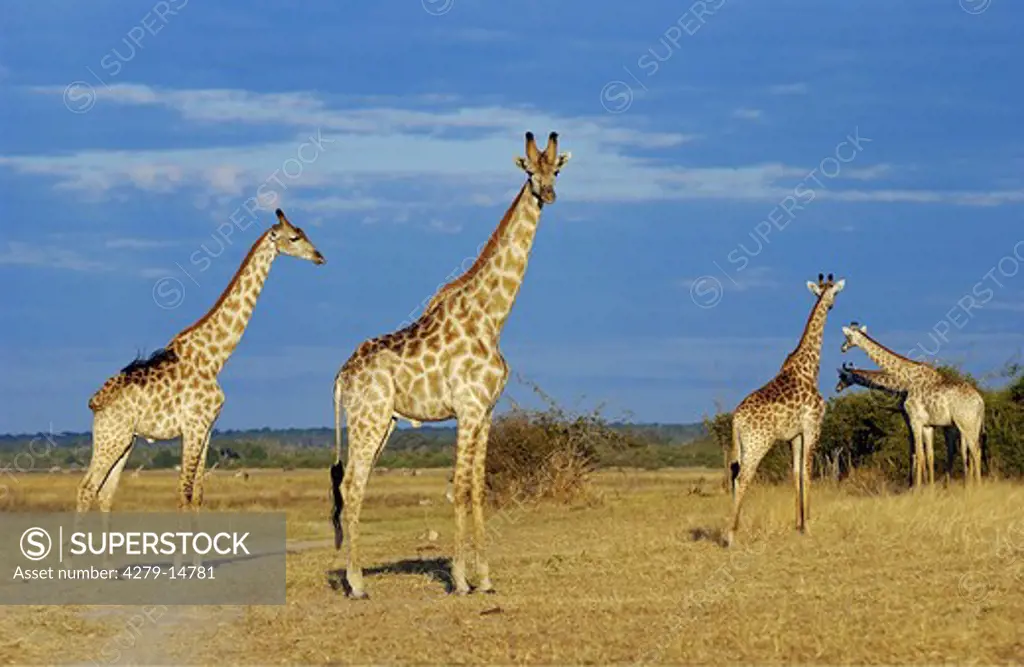 giraffes - standing - in savannah, Giraffa camelopardalis