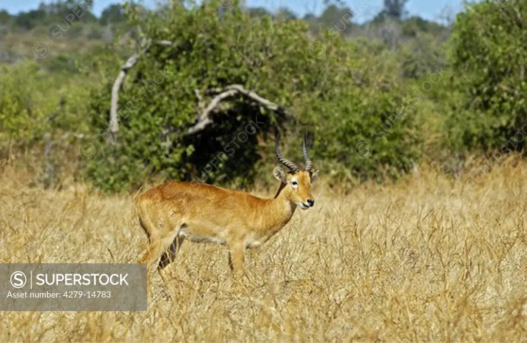 puku - standing in savannah, Kobus vardonii