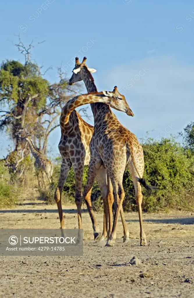 two giraffes - fighting, Giraffa camelopardalis