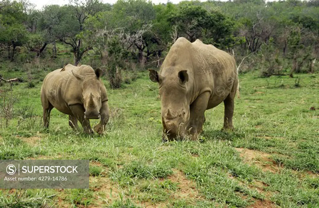 two white rhinos - munching grass, Ceratotherium simum