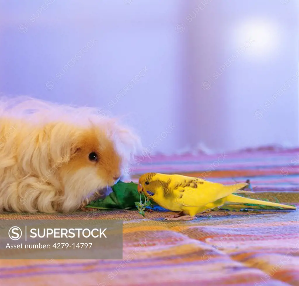 animal friendship : budgerigar and guinea pig