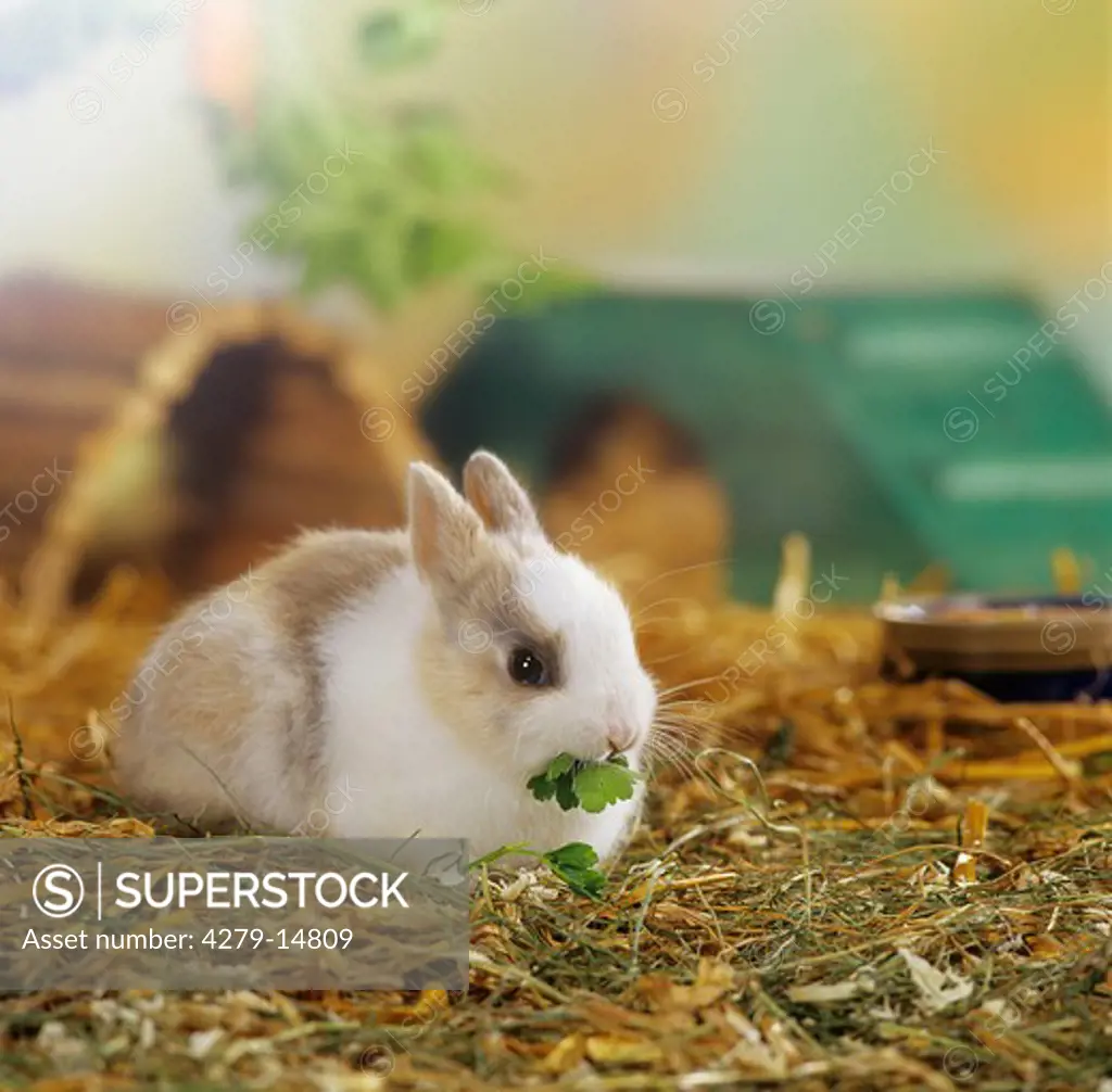 pygmy rabbit - with parsley in muzzle - in straw