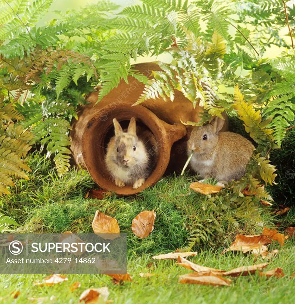 two young pygmy rabbits - in garden with amphora