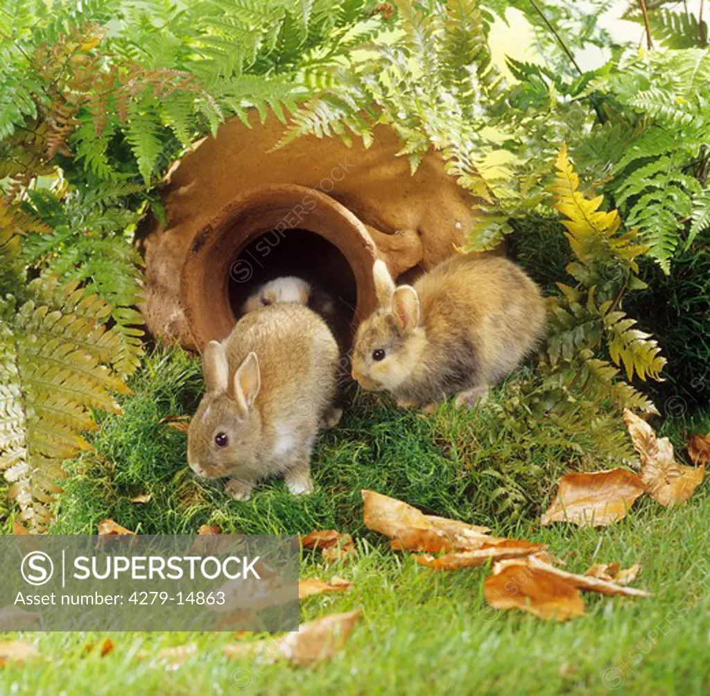 two young pygmy rabbits - in garden with amphora