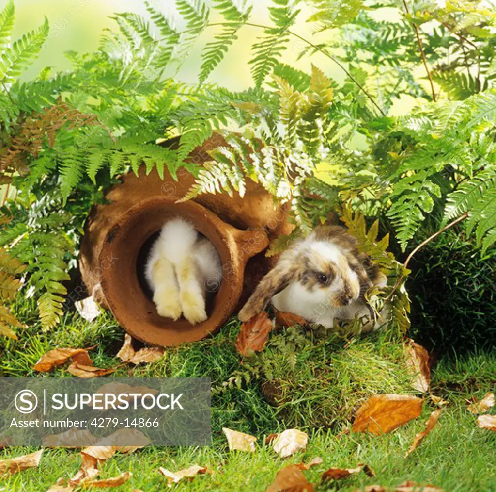 two young pygmy rabbits - in garden with amphora ,