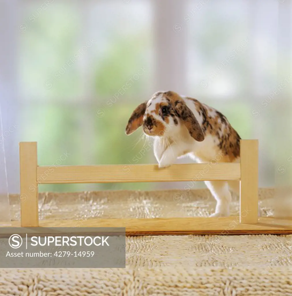 pygmy rabbit - hopping over hurdle