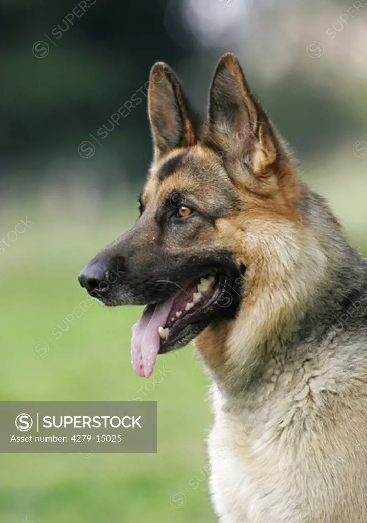 German shepherd dog - portrait