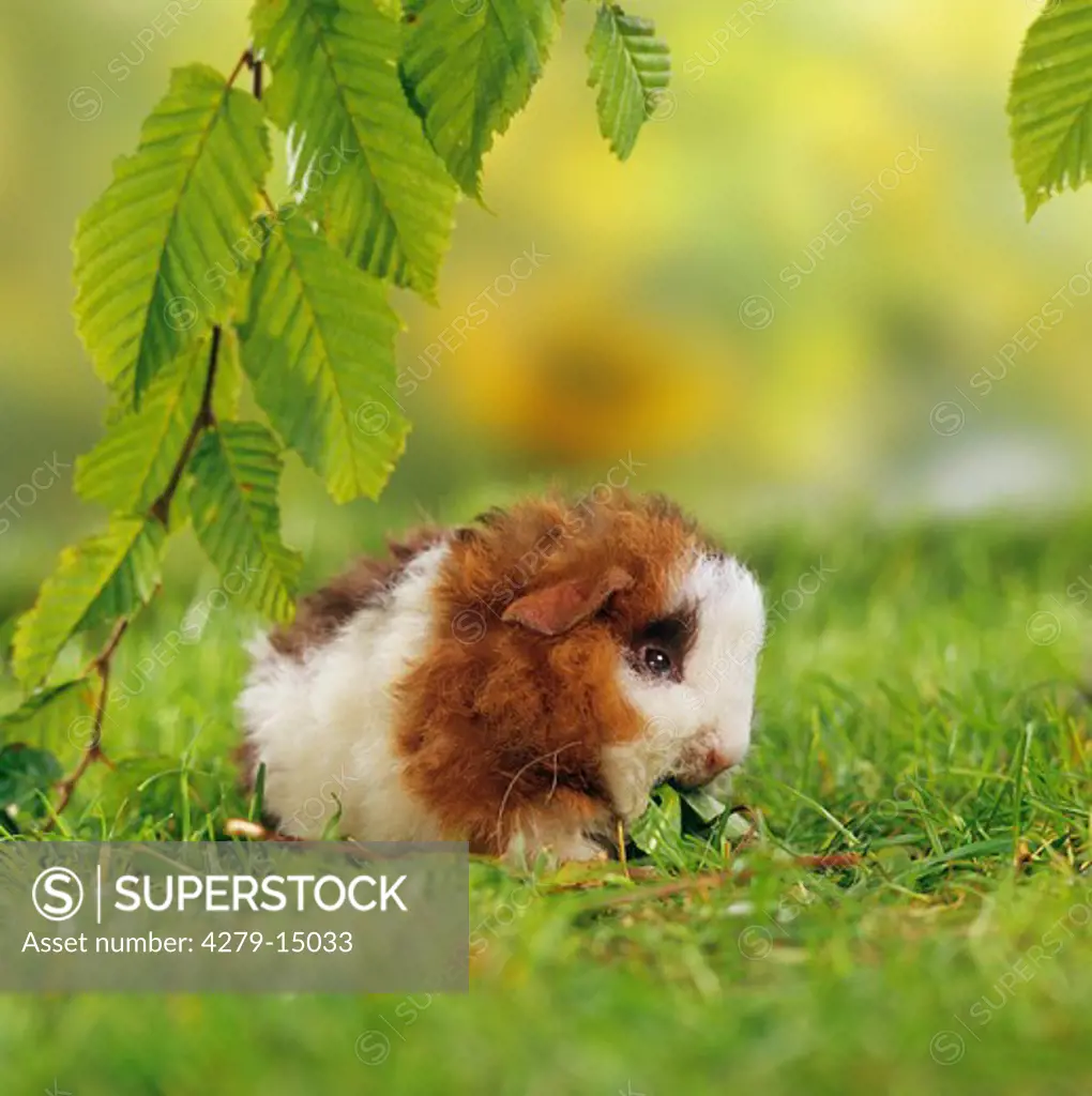 young Texel guinea pig - under beech twig