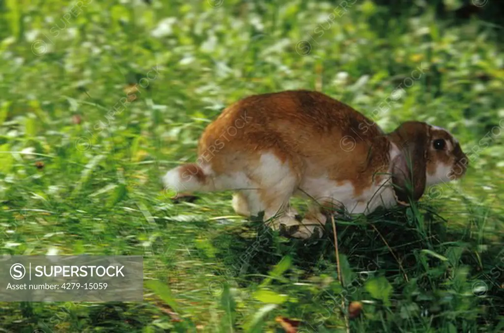 dwarf rabbit - running on meadow