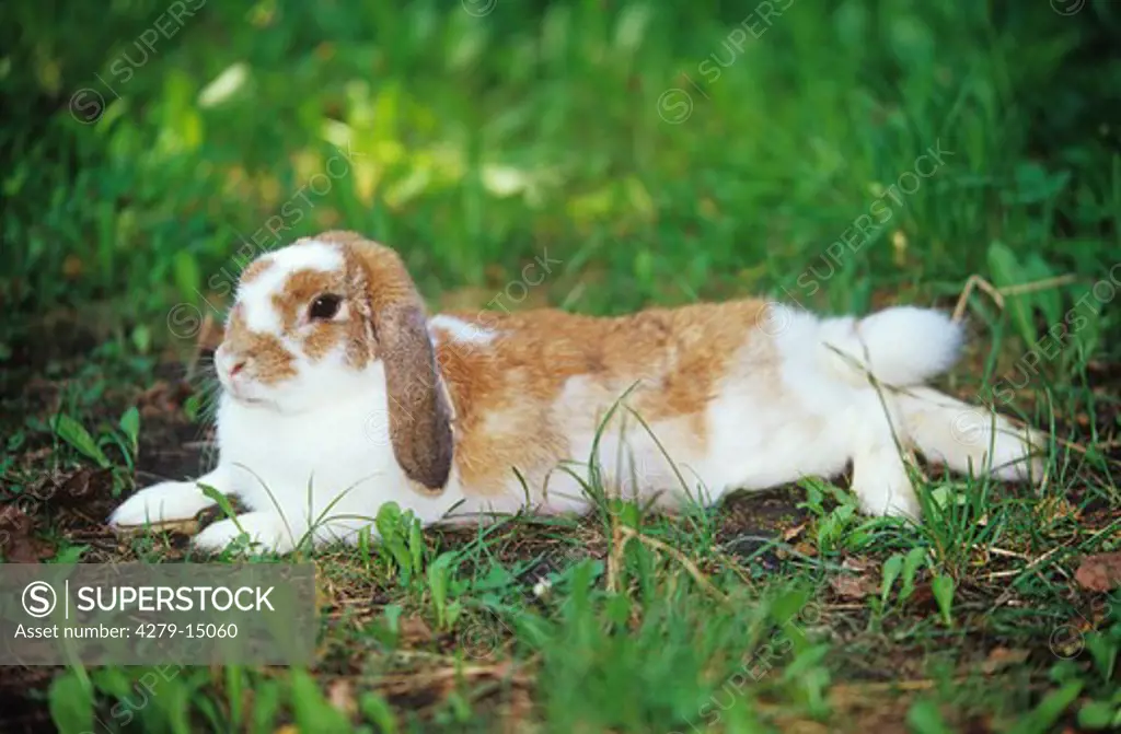 dwarf rabbit - lying on meadow