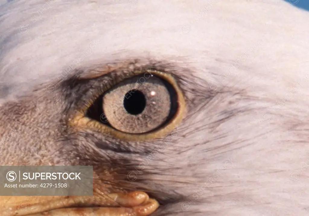eye of an eagle